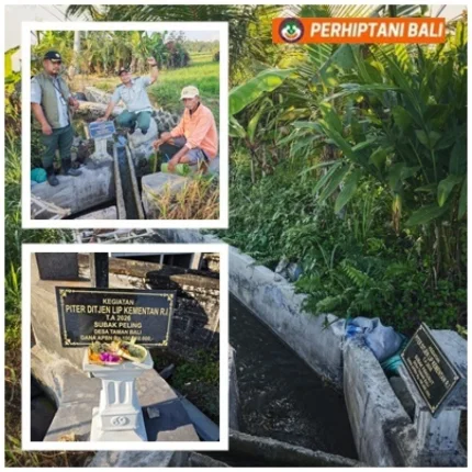 Penyuluh Bangli Kawal 25 PITER untuk Petani