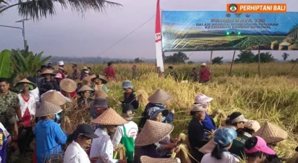 Subak Wongaya Betan Buktikan Potensi Varietas Lokal