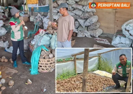 Penyuluh Gerakkan Hilirisasi Kelapa, Batok Pun Bernilai