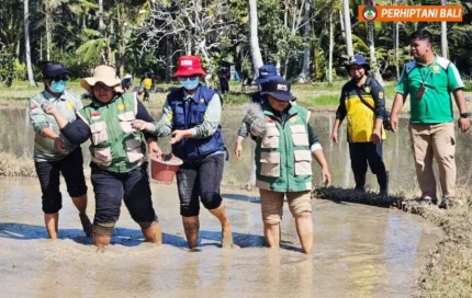 Penyuluh dan Petani Bangli Kompak Terapkan PM-AAS