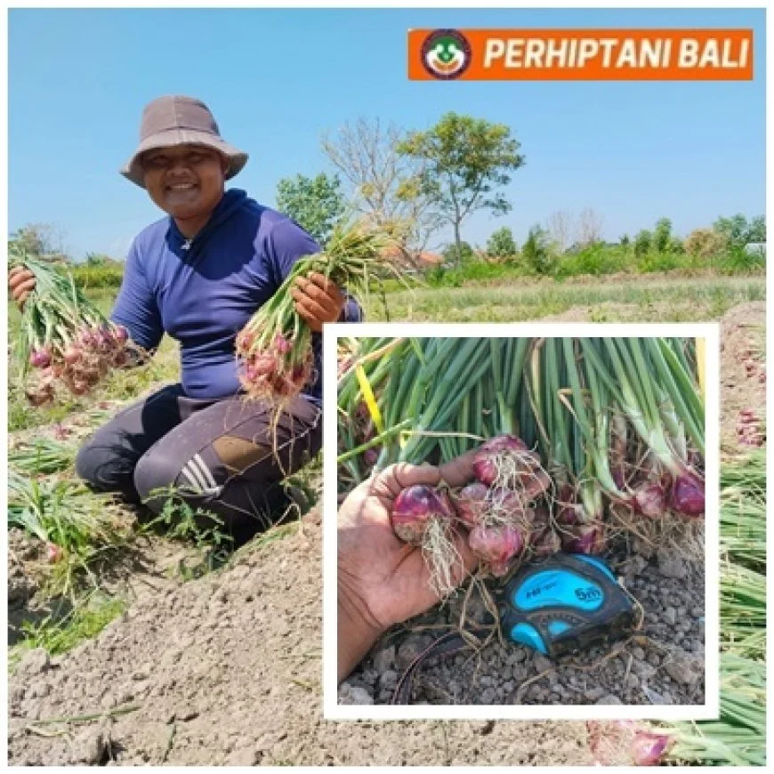 Modal Turun, Panen Tetap Jumbo